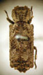 Lichenophanes plicatus