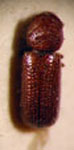  Rhyzopertha dominica