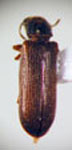  Lyctus chilensis