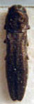  Agrilus bruchi