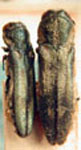  Agrilus frigidus