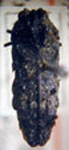  Amorphosternus bruchi