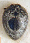 Hylaeogena bruchi
