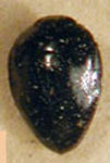  Hylaeogena nigerrima