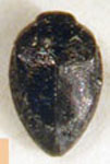  Hylaeogena ogloblini