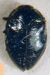  Leiopleura trochilus
