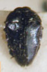  Pachyschelus atratus