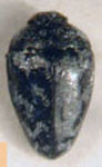  Pachyschelus calamuchitae