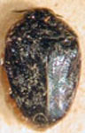  Pachyschelus undularius