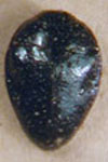  Pachyschelus vicinus
