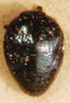  Pachyschelus viridicollis