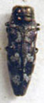  Taphrocerus argentinus