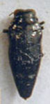  Taphrocerus bruchi