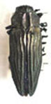 Actenodes costipennis