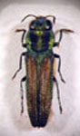  Agrilaxia brunneipennis pallidetincta