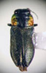  Cylindrophora rubricollis