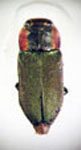  Bilyaxia cupriceps