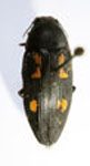  Buprestis novemmaculata