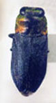  Cylindrophora auronotata