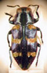  Chrysobothris bruchi