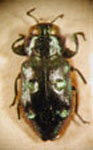  Chrysobothris cupreomaculata