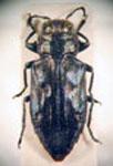  Chrysobothris furcata