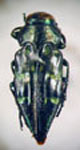  Chrysobothris porracea