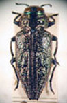  Chrysobothris rugosa