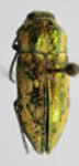  Ectinogonia (Achardella) curtula