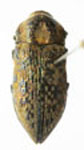  Ectinogonia (Achardella) denticollis