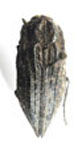  Ectinogonia speciosa oscuripennis