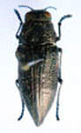  Psiloptera bruchiana