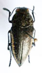  Psiloptera corynthia