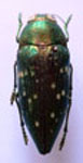  Psiloptera tucumana viridis