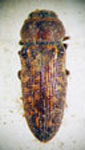  Acmaeodera bruchi