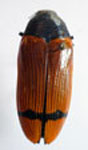  Conognatha (Pithiscus) azarae azarae