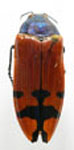  Conognatha (Pithiscus) azurea
