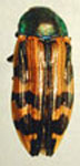  Conognatha (Pithiscus) chalybaeofasciata dieguezi