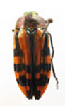  Conognatha (Pithiscus) chalybaeofasciata chalybaeofasciata