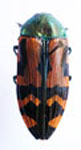  Conognatha (Pithiscus) chilensis chilensis