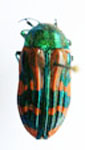  Conognatha (Pithiscus) costipennis