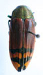 Conognatha (Pithiscus) humeralis