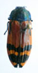  Conognatha (Pithiscus) laticollis