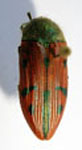  Conognatha (Pithiscus) obenbergeri