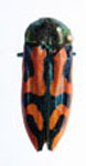  Conognatha (Pithiscus) viridiventris sagittaria