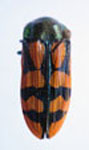  Conognatha (Pithiscus) viridiventris viridiventris