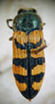  Lasionota (Arqueozodes) sulcatus