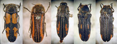  Lasionota (Dactylozodes)bernardi