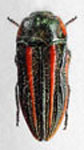  Lasionota (Nelsonozodes) millenium