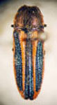  Lasionota (Nelsonozodes) minor